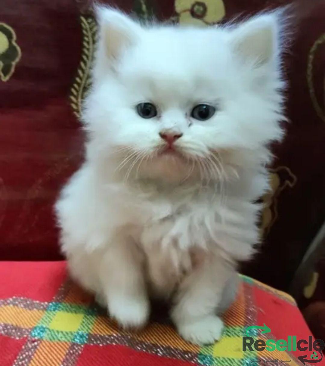 قطط شيرازي ٤٥ يوم للبيع